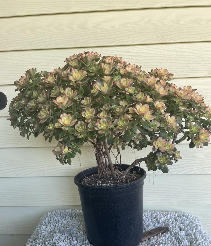 Bonsai Tree Aeonium Kiwi Tree Ship With Bare Rooted