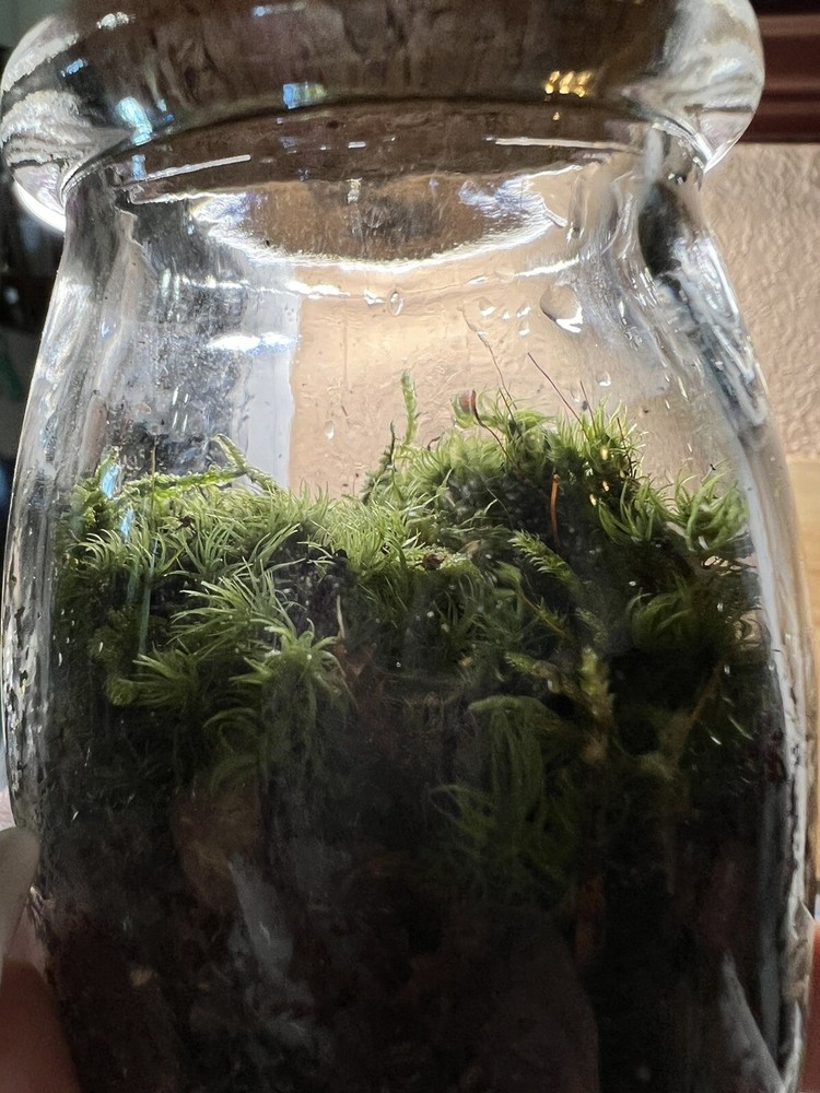 live moss terrarium