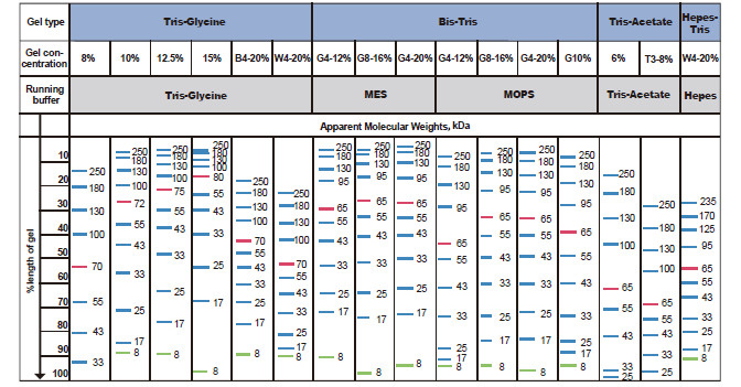 Color Prestained Protein Marker (8~250 kDa)