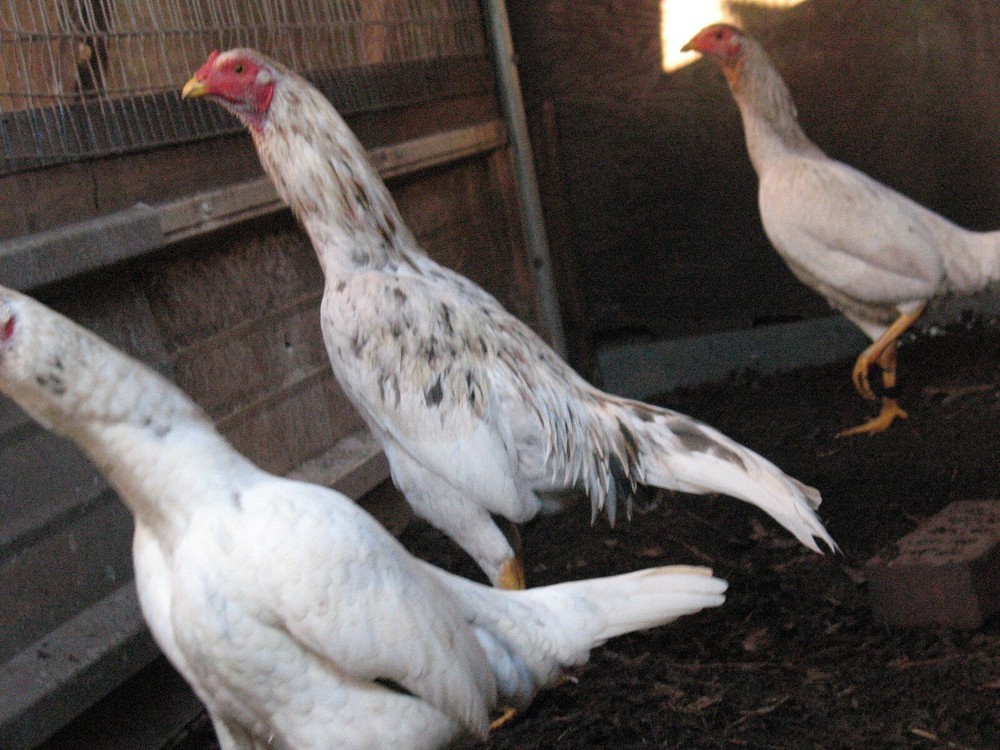 12 ASSORTED WAHL ASIL EGGS