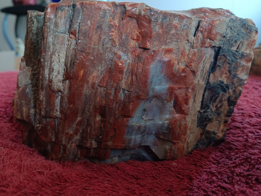 3 Pieces Of Petrified Wood