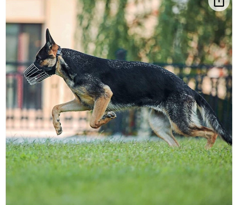 Ss Dog Muzzle for Pitbulls, Basket Muzzle Large Dogs, German Shepherd Muzzle S