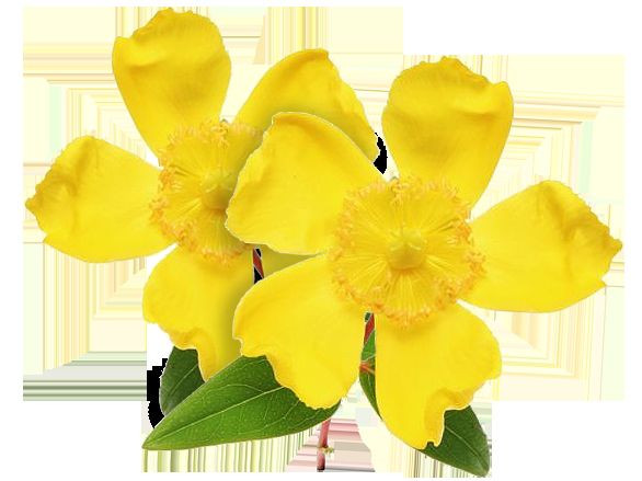 Herbal Cut - ST. JOHN'S WORT EXTRACT - Stress Help - 3B 180Ct