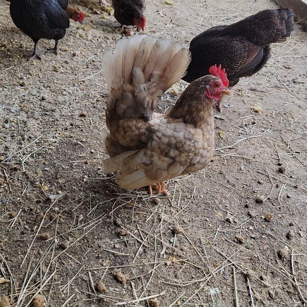 24+ Serama Bantam Hatching Eggs 4-H