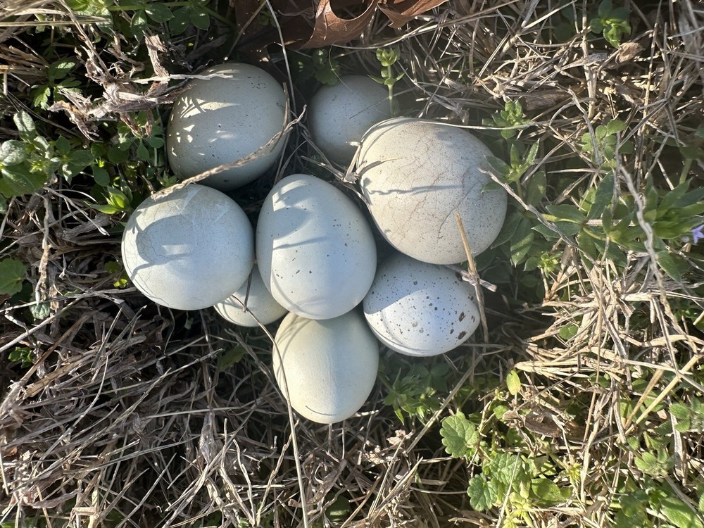 7+ Olive Celadon Coturnix Quail Hatching Eggs