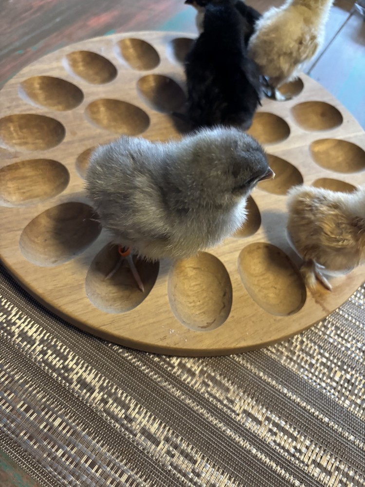 12++ TRUE Big Fluffy English Orphington Hatching Eggs