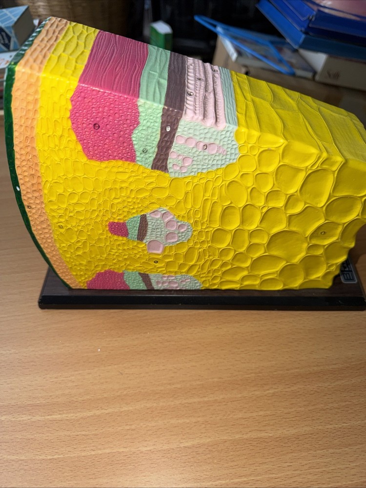 Bobbitt Dicot Plant Stem Model