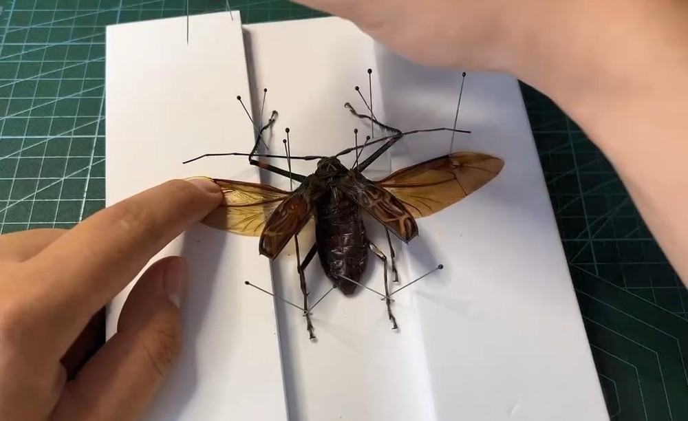 Making Insect Specimen Tools Kit, Pins,Insect Pinning Board, Kit