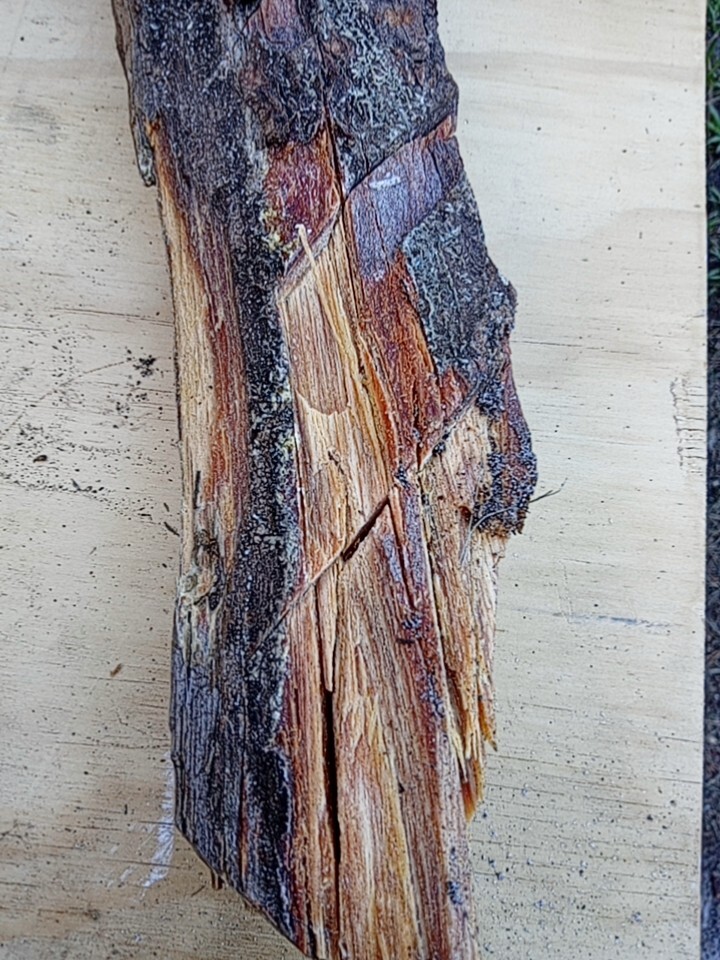 Lighter Knot / Fatwood