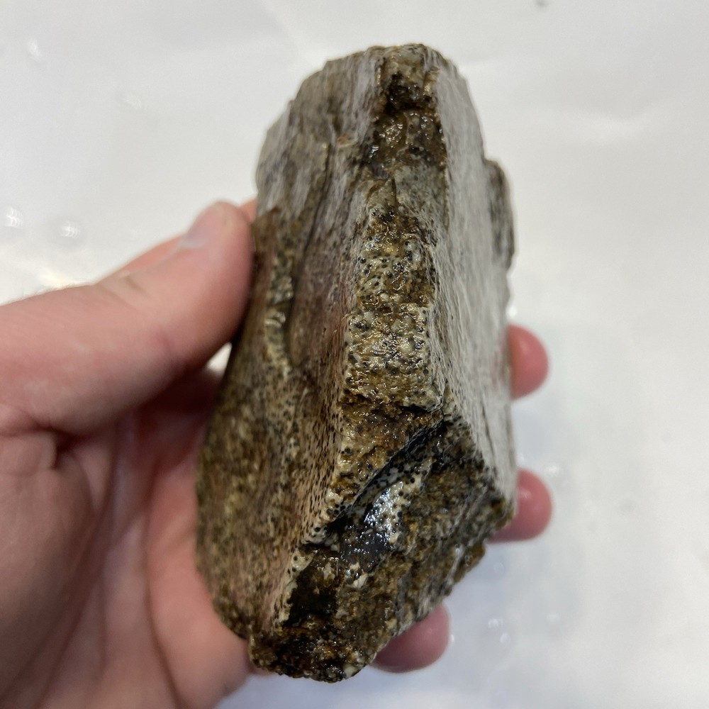 Oolite Fish Egg Agate 1 Pound 3.59 Oz Rare Lapidary Rough