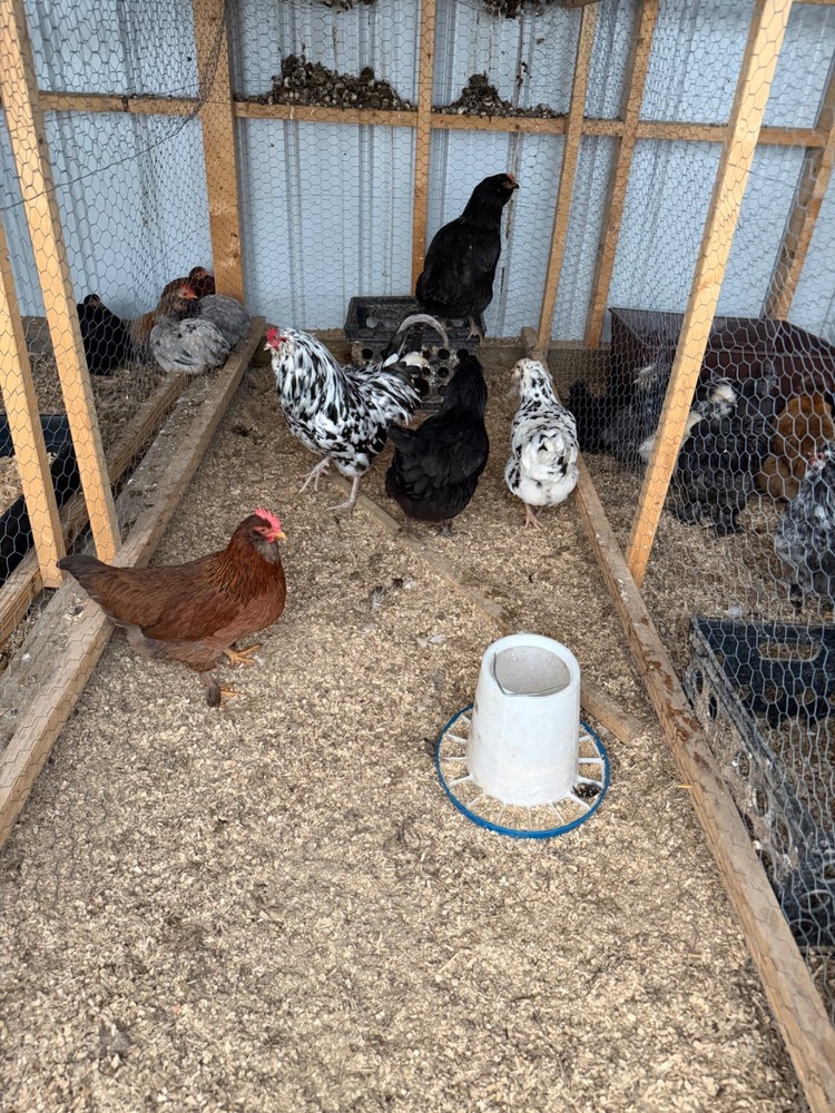 6 Ameriauna chicken hatching eggs