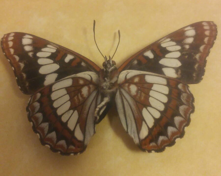 Butterfly Mounts - in 6 x 8" Shadowbox frame