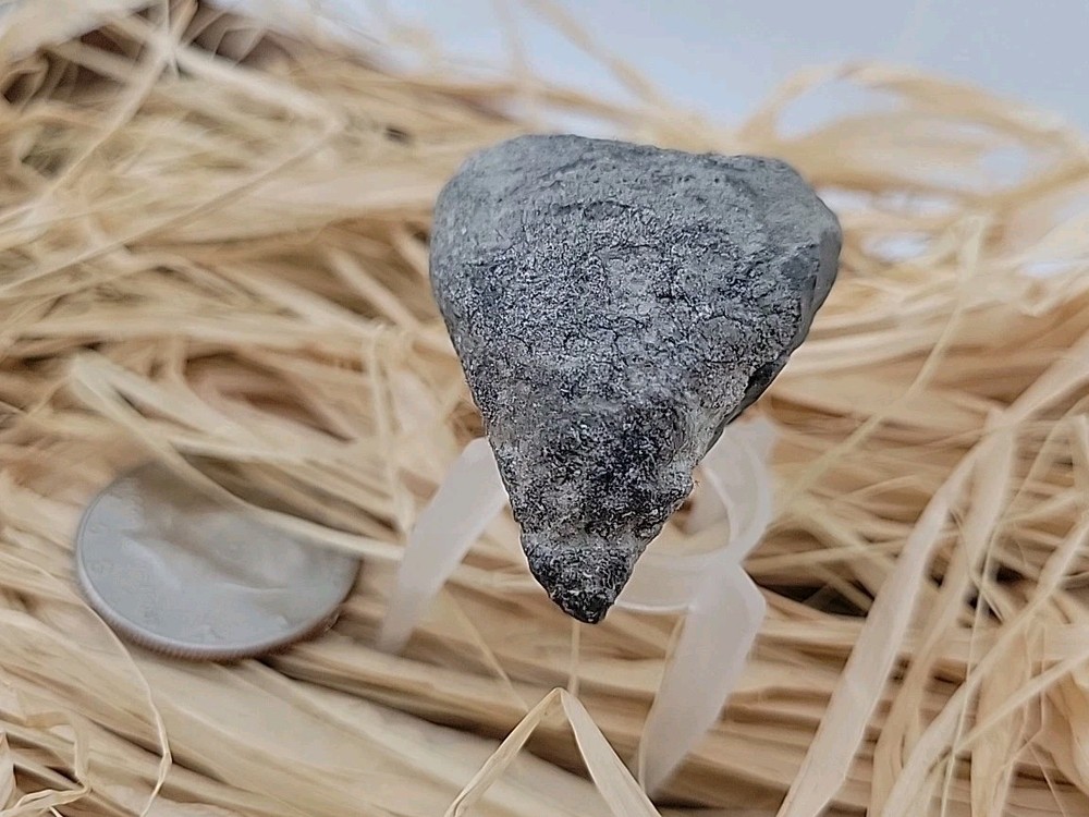 Permineralized Claw Fossil Super Rare