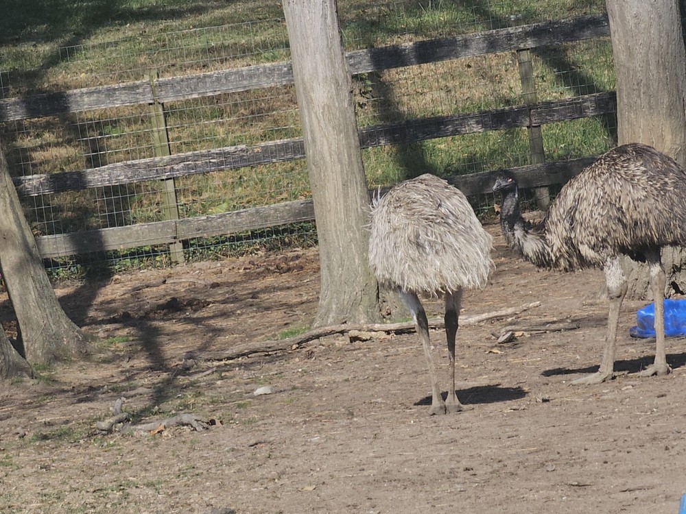 2 Emu Hatching Eggs White Blonde Normals