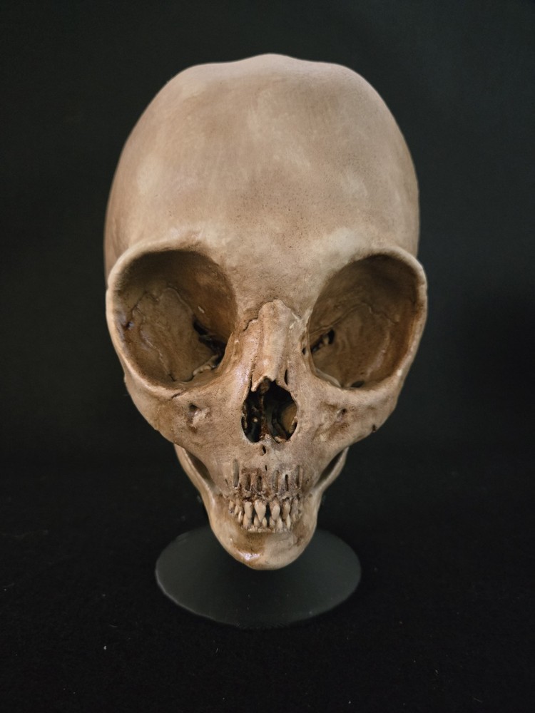 Skull Alien Realistic Full Size