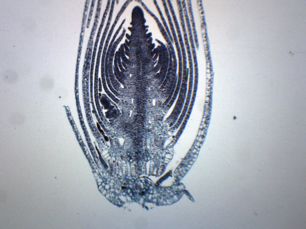 Elodea Stem Tip  - CS - Prepared Slide - 75x25mm - Eisco Labs