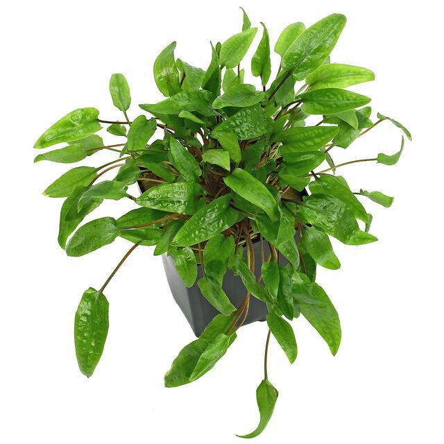 Cryptocoryne Wendtii Green Bare Root