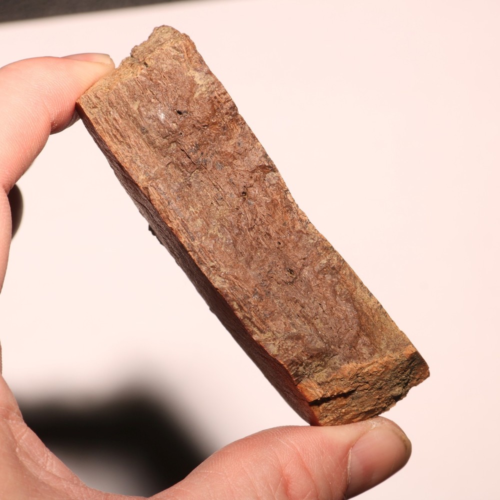 Triceratops Frill Section - CRETACEOUS Hell Creek Formation - Nice Thick CHunk