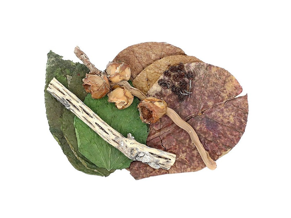 Aquatic Arts Botanical Combo Pack
