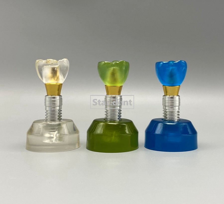 Dental Implant Teeth Model Detachable Abutment Crown Teaching Study Models
