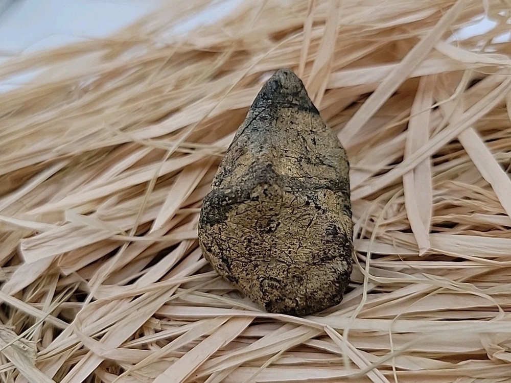 Triceratops Fossil Tooh Permineralized