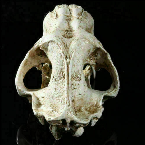 Resin 1:1 simulation Saber Tooth Tiger sabertooth skull Smilodon