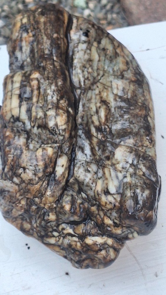 petrified wood log
