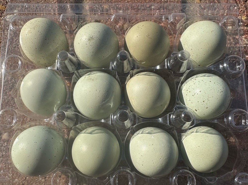7+ Olive Celadon Coturnix Quail Hatching Eggs