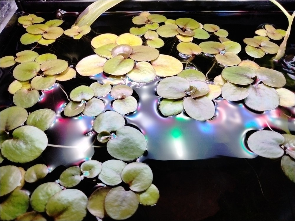 Tiger Striped Amazon Frogbit  5 Plants