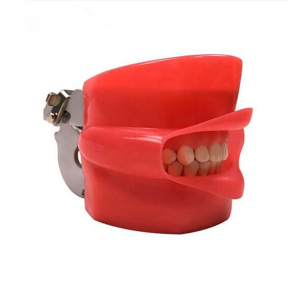 Teeth Model Silicone Mask with 28pcs Screw Fixed Teeth for Phantom Head Model