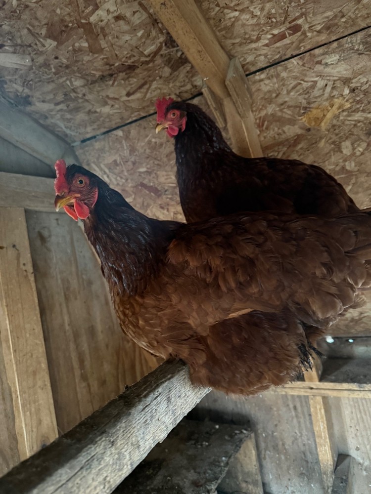 chicken hatching eggs barnyard mix