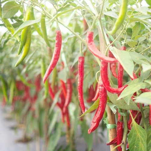 s Veggie Grow Kits (6.5KK Pepper Edition 2-Pack)