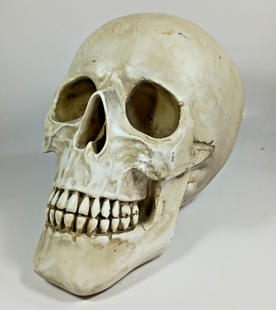 Faux HUMAN SKULL, Full Size Realistic Replica, Science Study Specimen.