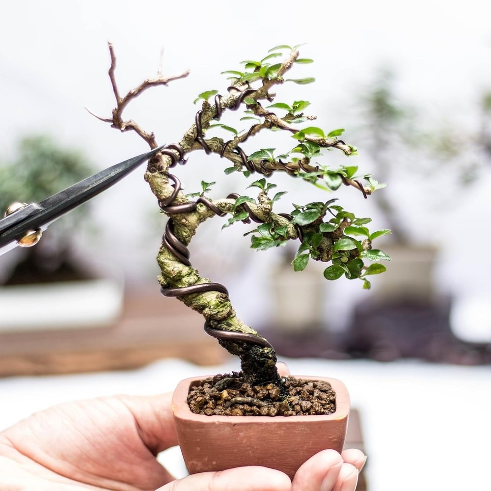 Bonsai Training Wire 0.8mm, 66ft Anodized Aluminum - Shape Your Trees Elegantly