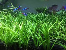 Dwarf Sagittaria (Subulata) Bundle