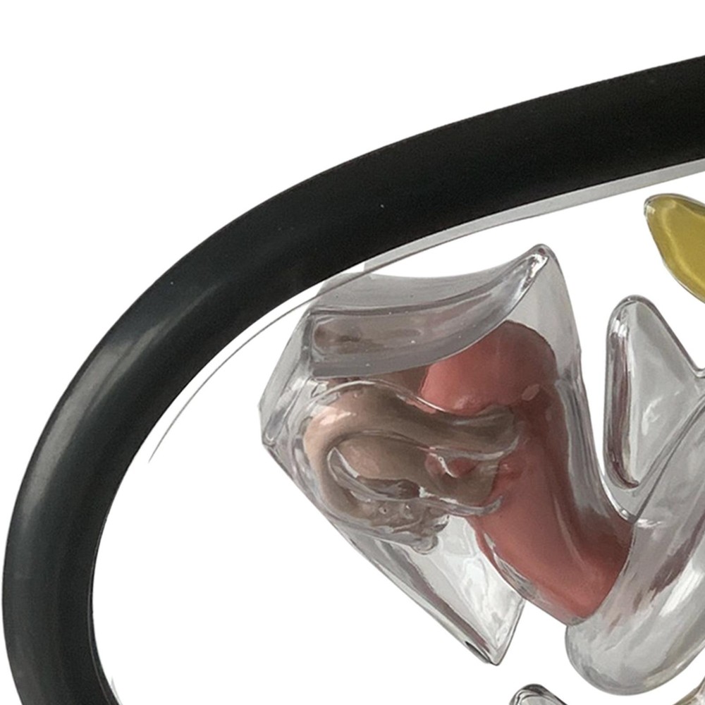 Women Reproductive Uterus Model for Teaching Tools Educational Learning