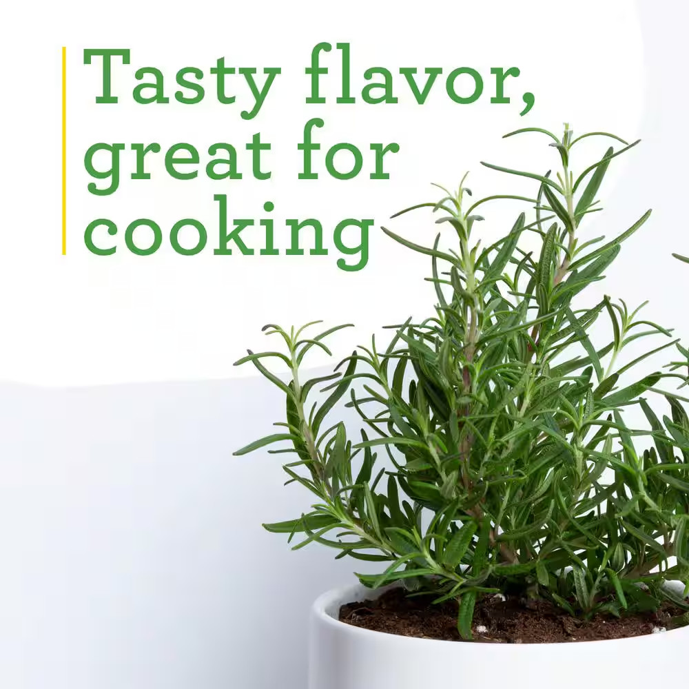 19 Oz. Rosemary Plant, 2-Pack
