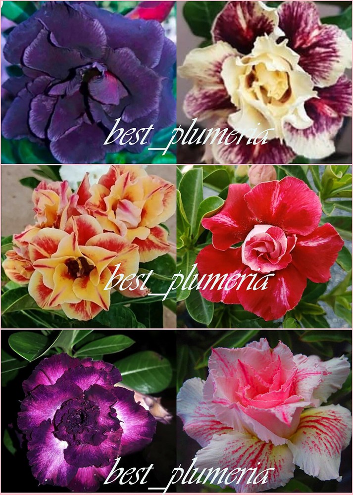 BEAUTIFUL! ADENIUM "Mixed" 6 GRAFTED PLANTS Save Space!
