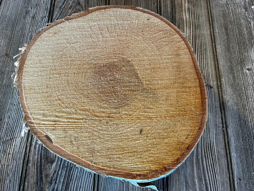 White Birch Slice Approximately 10 Inches Diameter