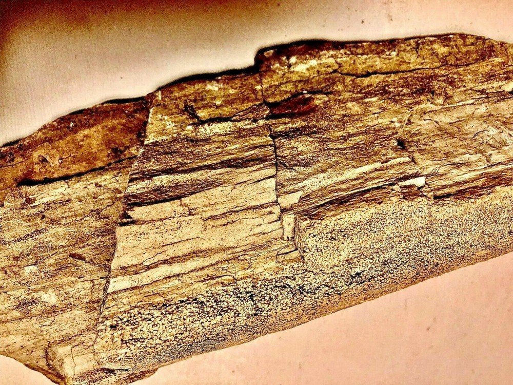 Petrified Wood Nice Large Kansas Example