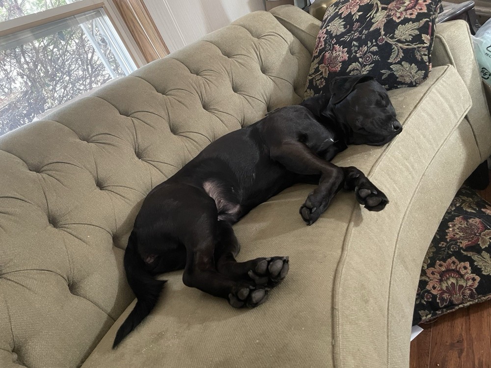 Tariff Relief 🙏 🏠 🐕 🚗