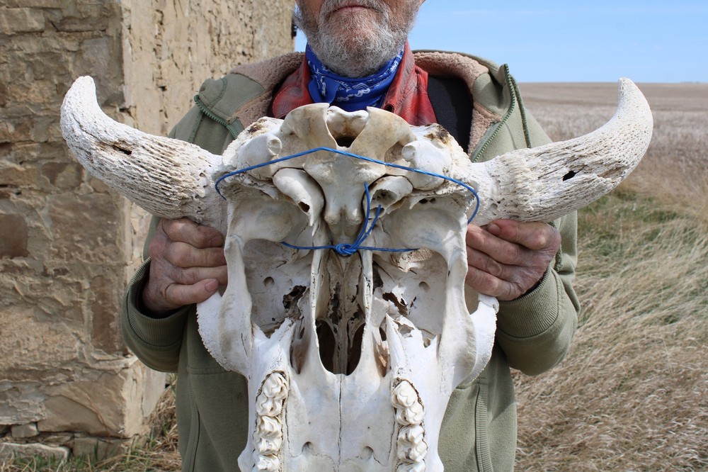 Buffalo Bison Head Skull Horns
