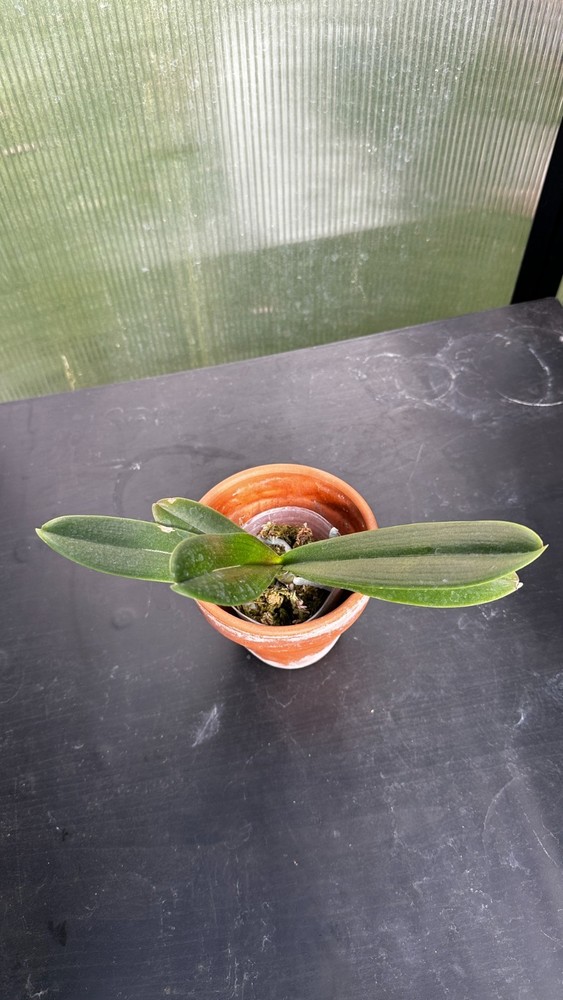 Phalaenopsis OX Little Beauty 2.5"