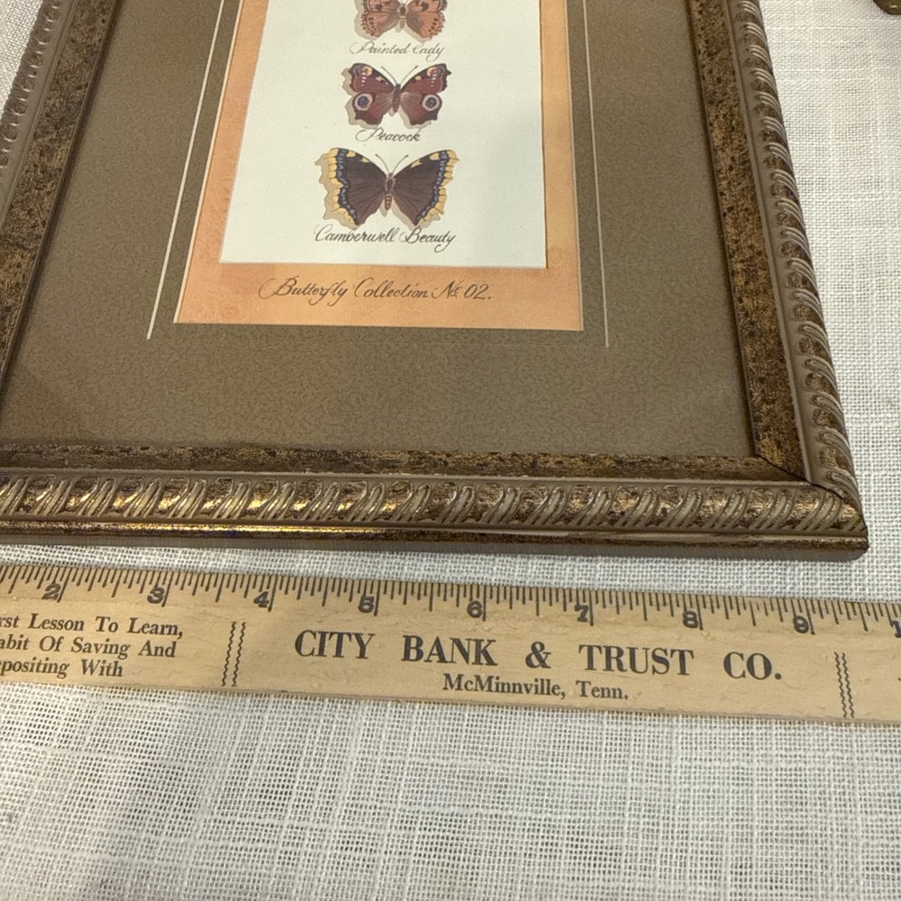 Framed Artwork, Butterfly Collection