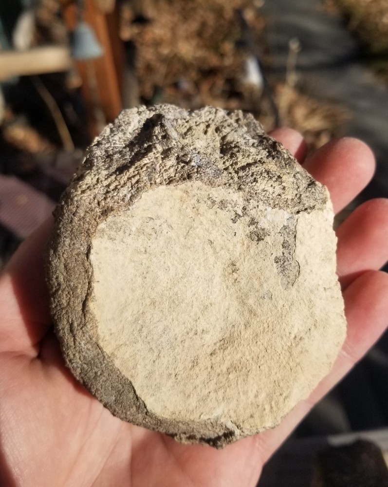 Nice Stegosaurus Vertebra Agatized Split Polished Multicolor Solid Morrison 2+Lb