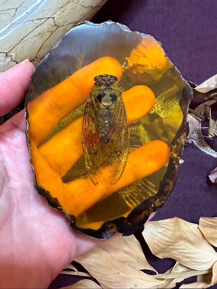 Real Cicada In Resin, Ethically Sourced, Witchcraft