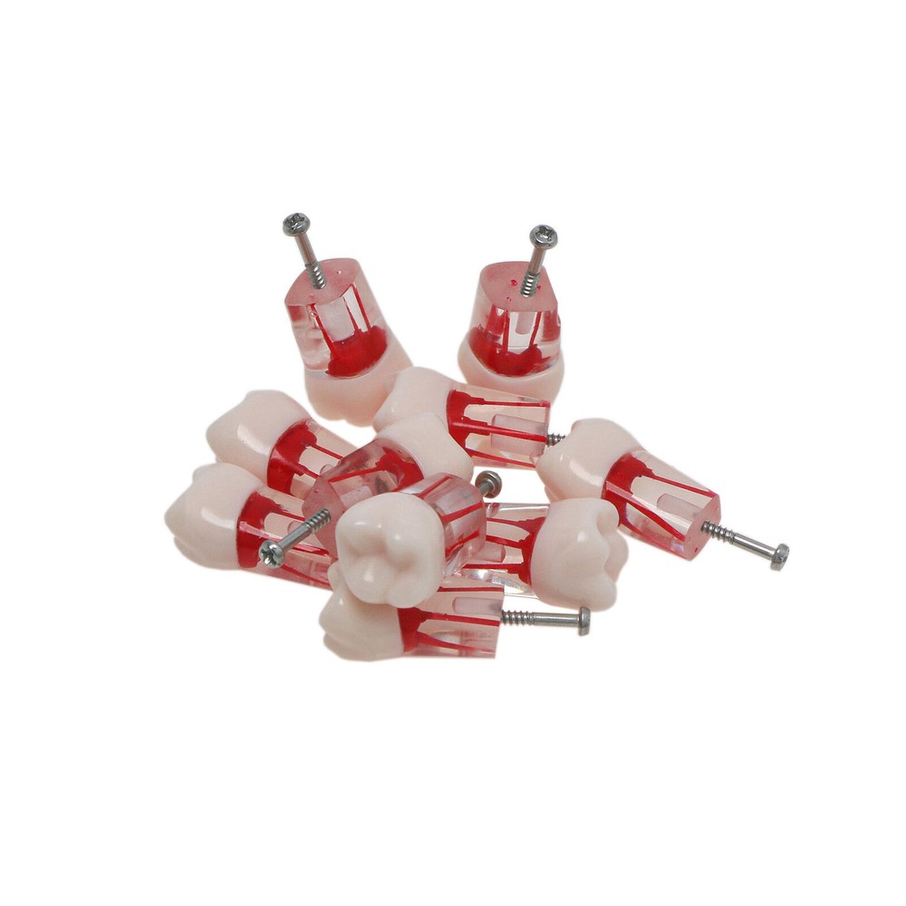 Dental Endo Root Canal Teeth Models Study RCT Practice Typodont Model #8006