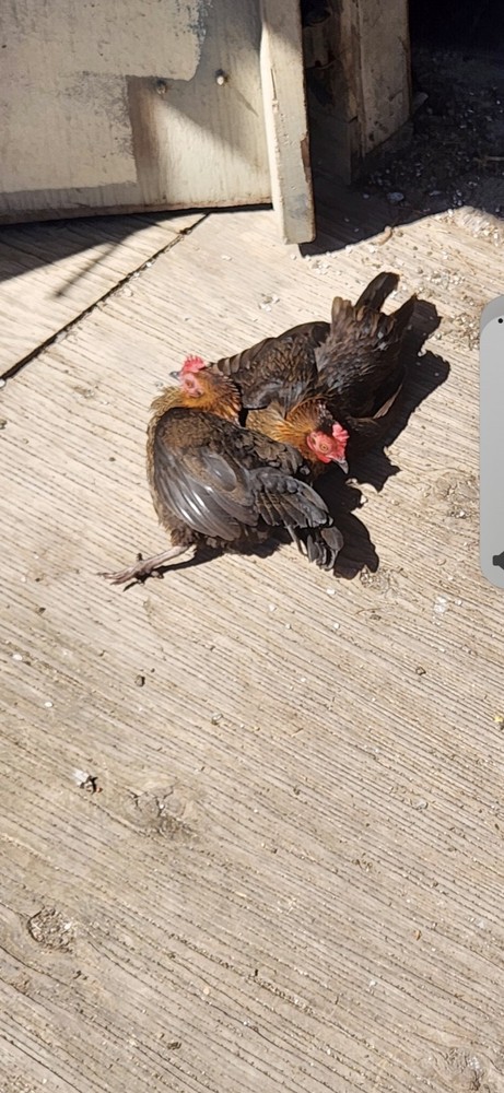 Fertile Bantam Mystery Hatch 12 eggs