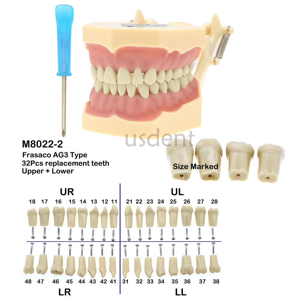32pc Dental Frasaco AG3 Type Restorative Typodont Model Marked Teeth M8014-2