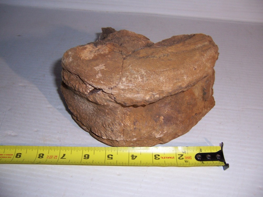 Fossil Bone Dinosaur Vertebrae 7" x 5" x 4 1/4"